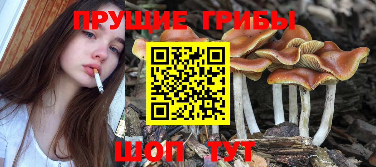 Лсд 25 Краснокаменск